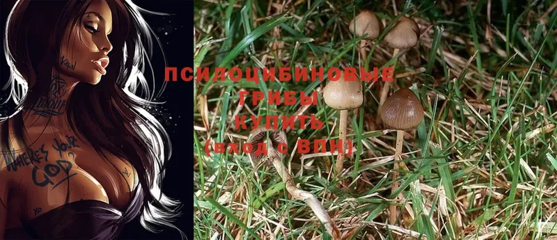 Галлюциногенные грибы Cubensis  как найти наркотики  Малаховка 